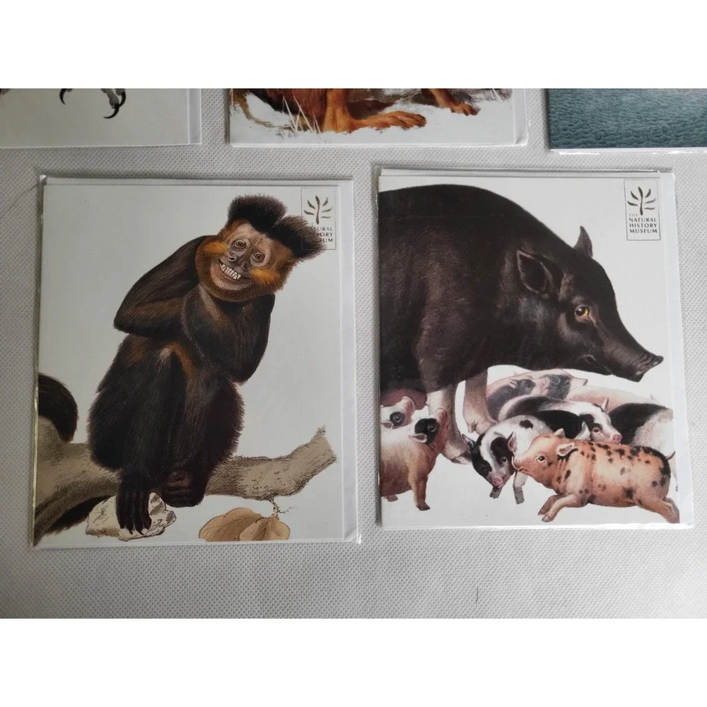 Natural History Museum Animal Greeting Cards Set of 5 Owl Hare Turtle Monkey OS